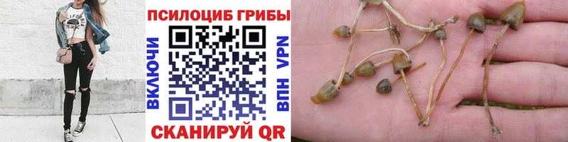 Псилоцибиновые грибы прущие грибы Ардон
